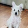 REDUCED Westies (West Highland White Terrier) MALES.  South Georgia