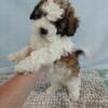 Hailey the Baby Shihpoo Girl Is Ready To Go Home!