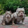 American Pocket Bully Puppies Available – Well Socialized