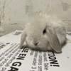 Holland Lop bunnys 