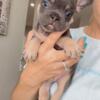 French bulldog frenchie female c2