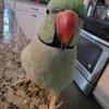 MALE Indian Ringneck Parrot