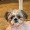 Adult Shih Tzu for sale