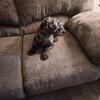 He is a rescue Male miniature poodle 7 months old asking $100.00