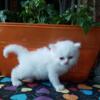 Purebred Persian White Male Kitten
