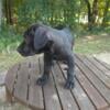 Cane corso puppies for rehoming