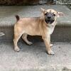 Female chihuahua for sale