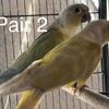 Proven/bonded green cheek conure pairs