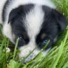 Auskies AKC Siberian Husky Australian Cattle Dog Pups