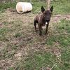AKC MALE BULL TERRIER-SPIKE 2 YRS OLD