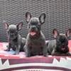 2 Female AKC Frenchie Puppies Available