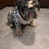 Black Merle triple carrier English Bulldog for STUD