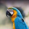 ***SEEKING INFORMATION ON MACAW PAIR******