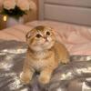 Scottish fold female