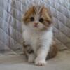 NEW Elite Scottish fold kitten from Europe with excellent pedigree, female. Stephanie