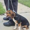 2 male 7 month old beagle