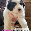 5 Great Pyrenees/Anatolian Shepherd Puppies For Adoption