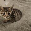 Bengal kittens