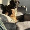 1-Year-Old Female English Mastiff – Looking for the Right Home