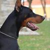AKC European Import Doberman Pinscher Puppies
