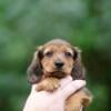 Mini longhair dachshund puppies