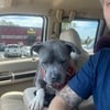 Male blue pit bull