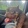 Rehoming pet