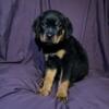 Quality Rottweiler Pups 4 Sale