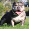 American pocket bully stud