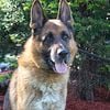 German Shepherd FEMALE.... Big, Old Fashion Type.