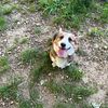 Male adult Corgi in Hackleburg, Al