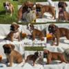 BOXER PUPS (08/27) 3 FEMALES