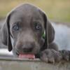 3 weimaraners pups akc available today 