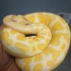 Albino ball python inchi