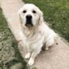 AKC English Cream Golden Retriever STUD ONLY