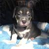 "MICHAEL JACKSON" BLUE NOSE TRI COLOR