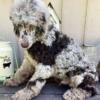 AKC Male Brown Merle Standard Poodle Puppy