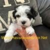 AKC Champion bloodline Havanese puppy,  male