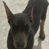 AKC American bred, LARGE doberman pups, cropped and docked