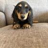 Long hair black and cream full akc registered