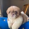 Shih Tzu  puppy  Handsome Boy -Quality Home Raised - Ready for a forever home