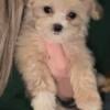 Female maltipoo puppy Statesville NC