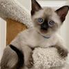kids-liking Siamese kittens ready now