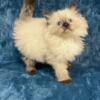 Adorable Blue Eyed Ragdoll Kittens - TICA Registered