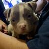 AMERICAN BULLY PUPPPIES