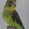 Wholesale Blackwing Parakeets