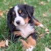 Bernese Mountain puppies