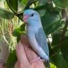 Parrotlets-Blue & more