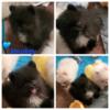 Tiny Smokey Akc Male Pomeranian