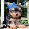 Beautiful Male Yorkie Ready for his new home